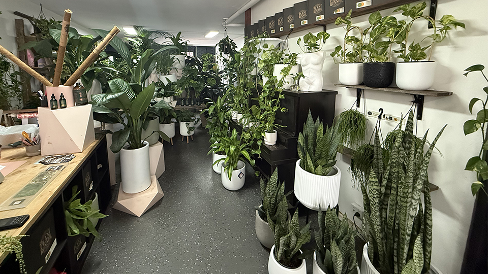 Indoor plant shop Green Envy in Elsternwick Village, filled with lush green houseplants displayed in white and black pots.